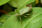 Green Shield Bug